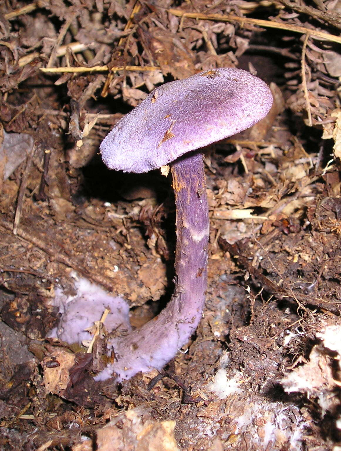 Image of Cortinarius violaceus (L.) Gray 1821