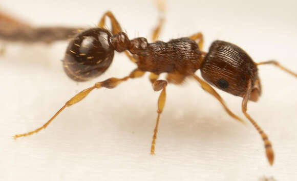 Image of Tetramorium frigidum Arnold 1926