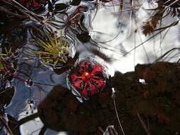 Image of Drosera roraimae (Klotzsch ex Diels) Maguire & Laundon