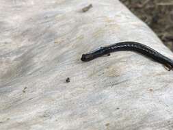 Image of Cienega Colorado Worm Salamander