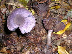 Image of Cortinarius violaceus (L.) Gray 1821