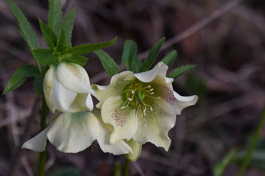 Image of Helleborus × hybridus H. Vilm.