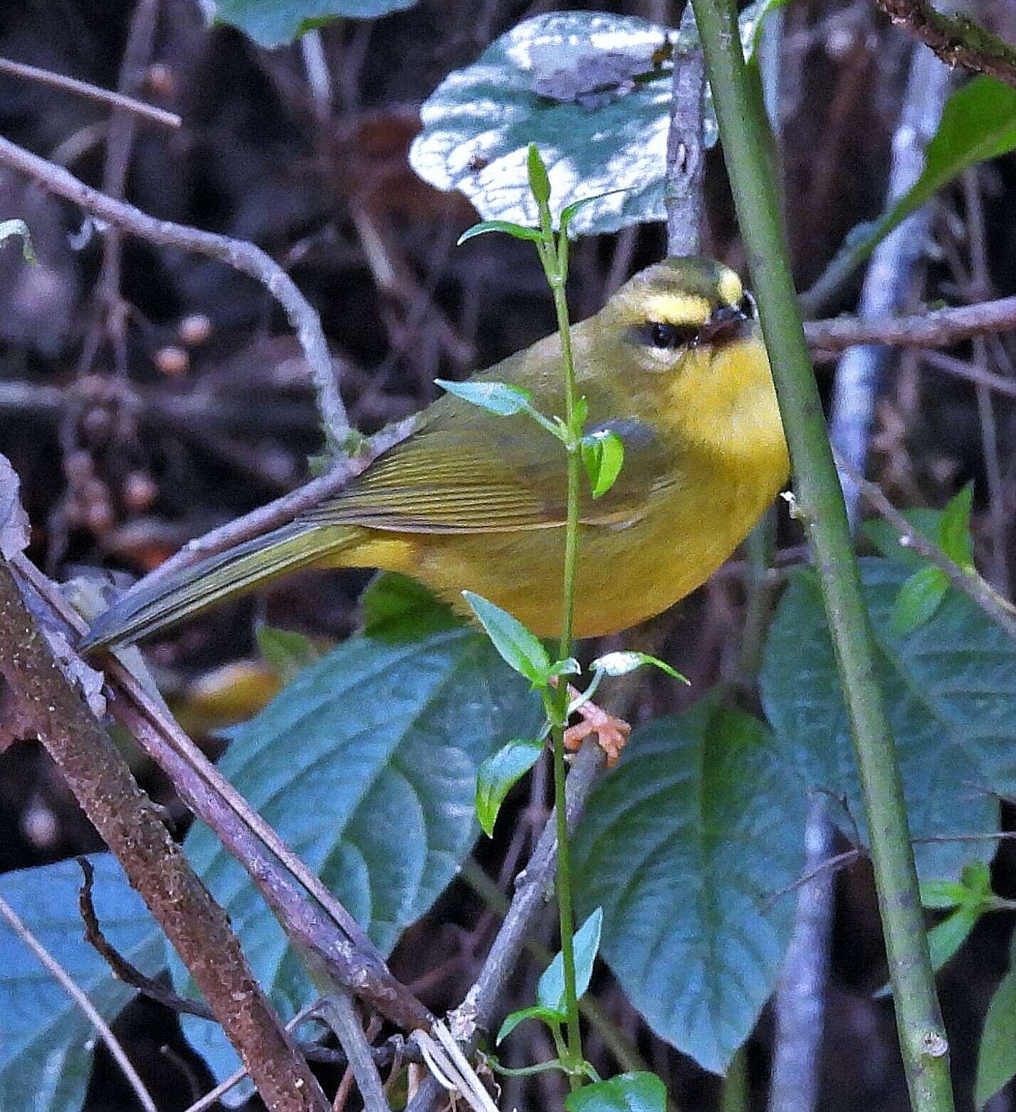 Image of Pale-legged Warbler