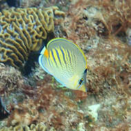 Image of Dot and dash Butterflyfish