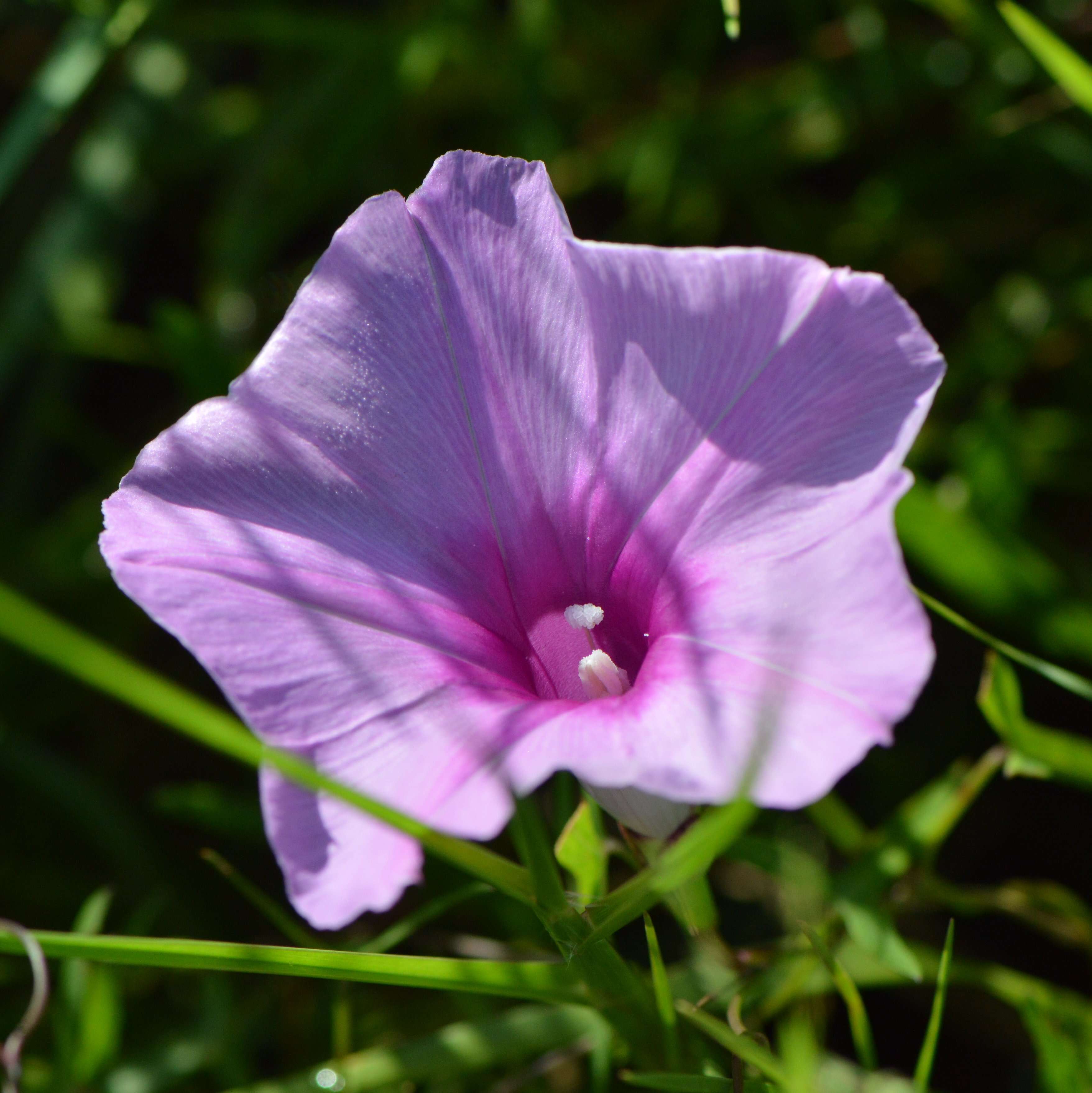 Слика од Ipomoea sagittata Poir.