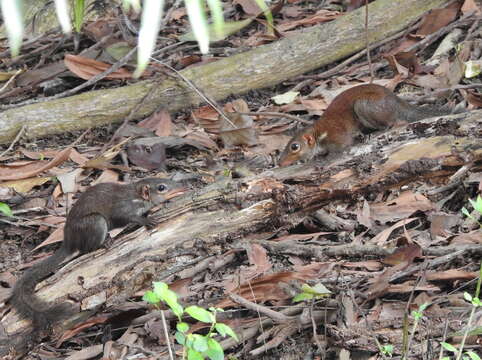 Image of Common Tree Shrew