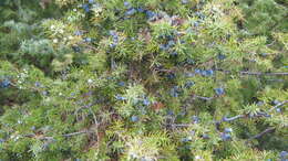 Image of Common Juniper