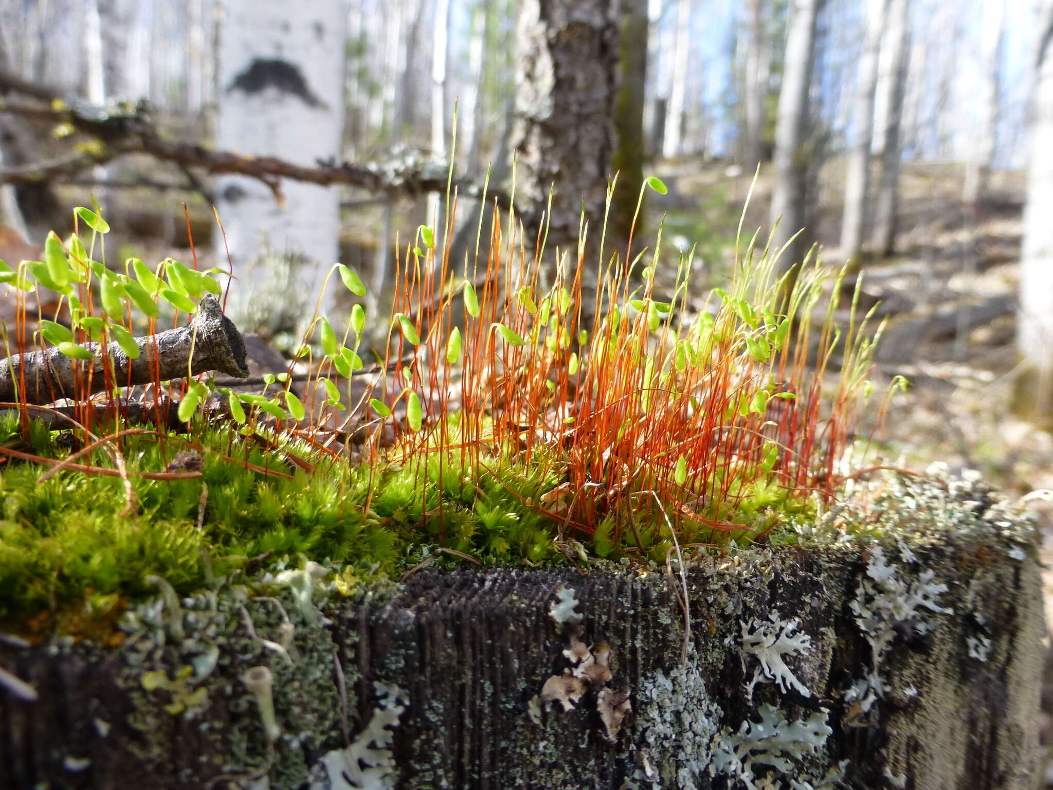 Image of pohlia moss