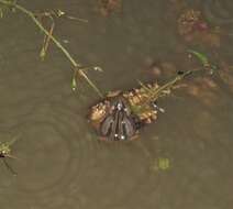 Image of Upland Chorus Frog