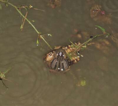 Image of Upland Chorus Frog