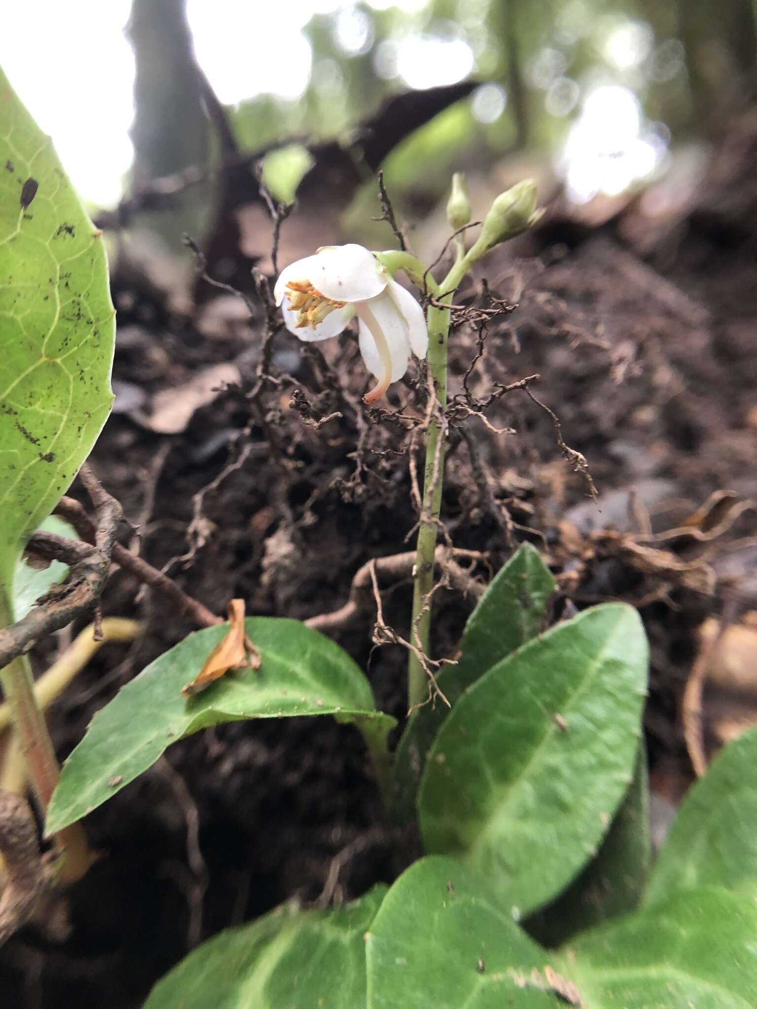 Image of Pyrola alboreticulata Hayata