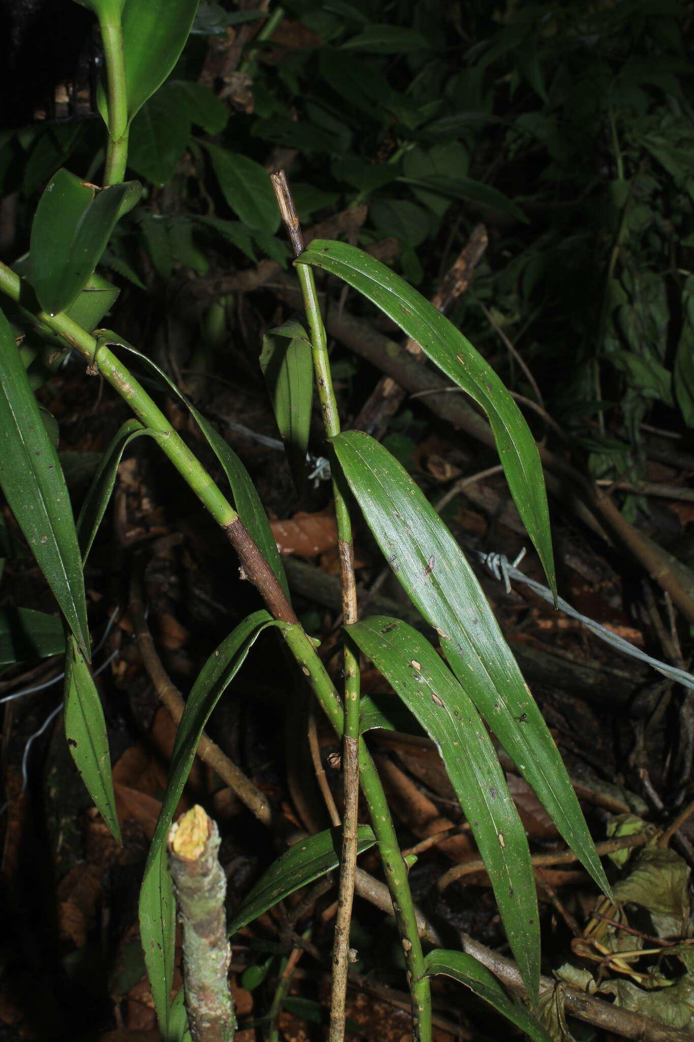 Imagem de Epidendrum aggregatum Lindl.