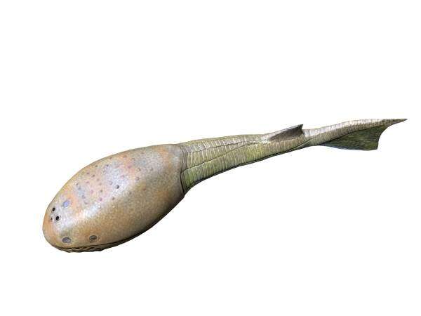 Image of Osteostraci