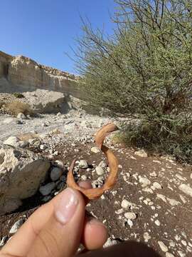 Vachellia tortilis subsp. raddiana (Savi) Kyal. & Boatwr.的圖片