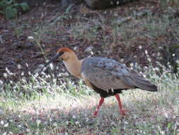 Image of Black-faced Ibis