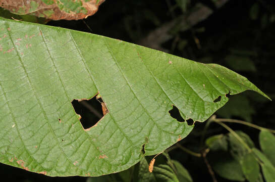 Simira ecuadorensis (Standl.) Steyerm. resmi