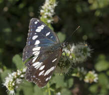 Image of Apple Mint