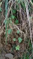 Image of Australasian geranium