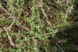 Image of spreading bedstraw