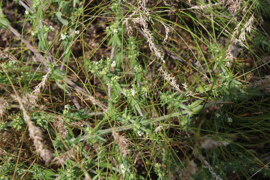 Image of spreading bedstraw