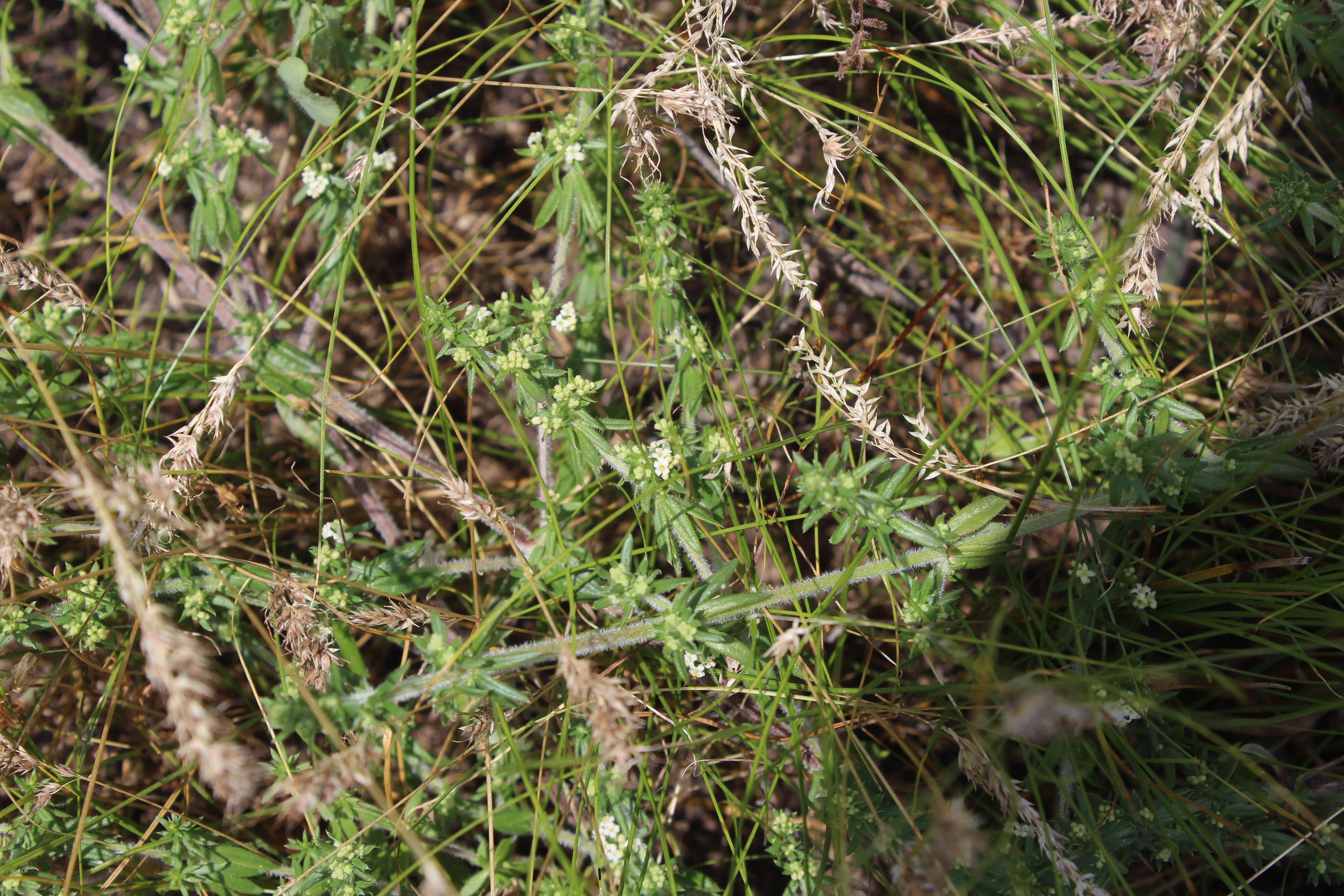 Image of spreading bedstraw
