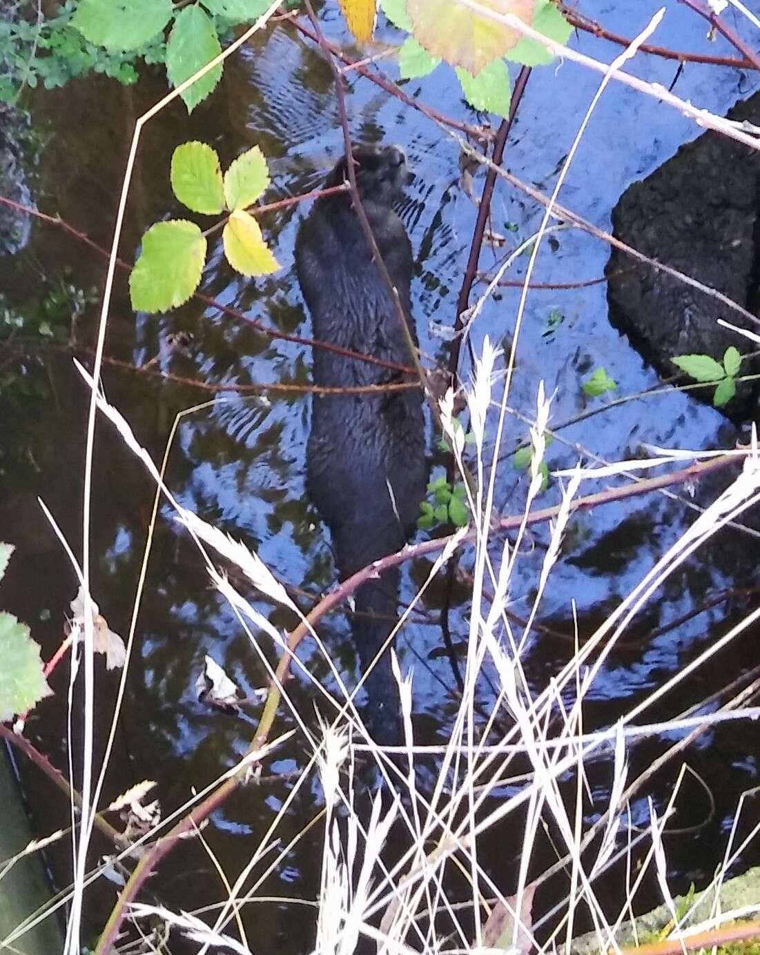 Plancia ëd Lontra canadensis pacifica (Rhoads 1898)