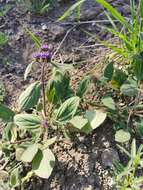 Image of Phacelia brachyantha Benth.