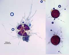 Plancia ëd Erysiphe acaenae (Havryl.) U. Braun & Havryl. 2012