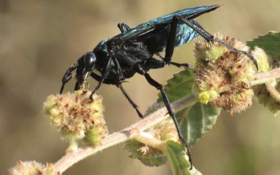 Image of Pepsis mexicana Lucas 1895