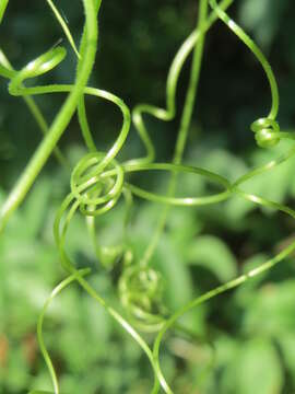 Image of Cretan bryony