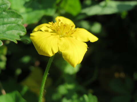 Image of silverweed cinquefoil