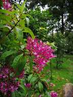 Image of shrubby fuchsia