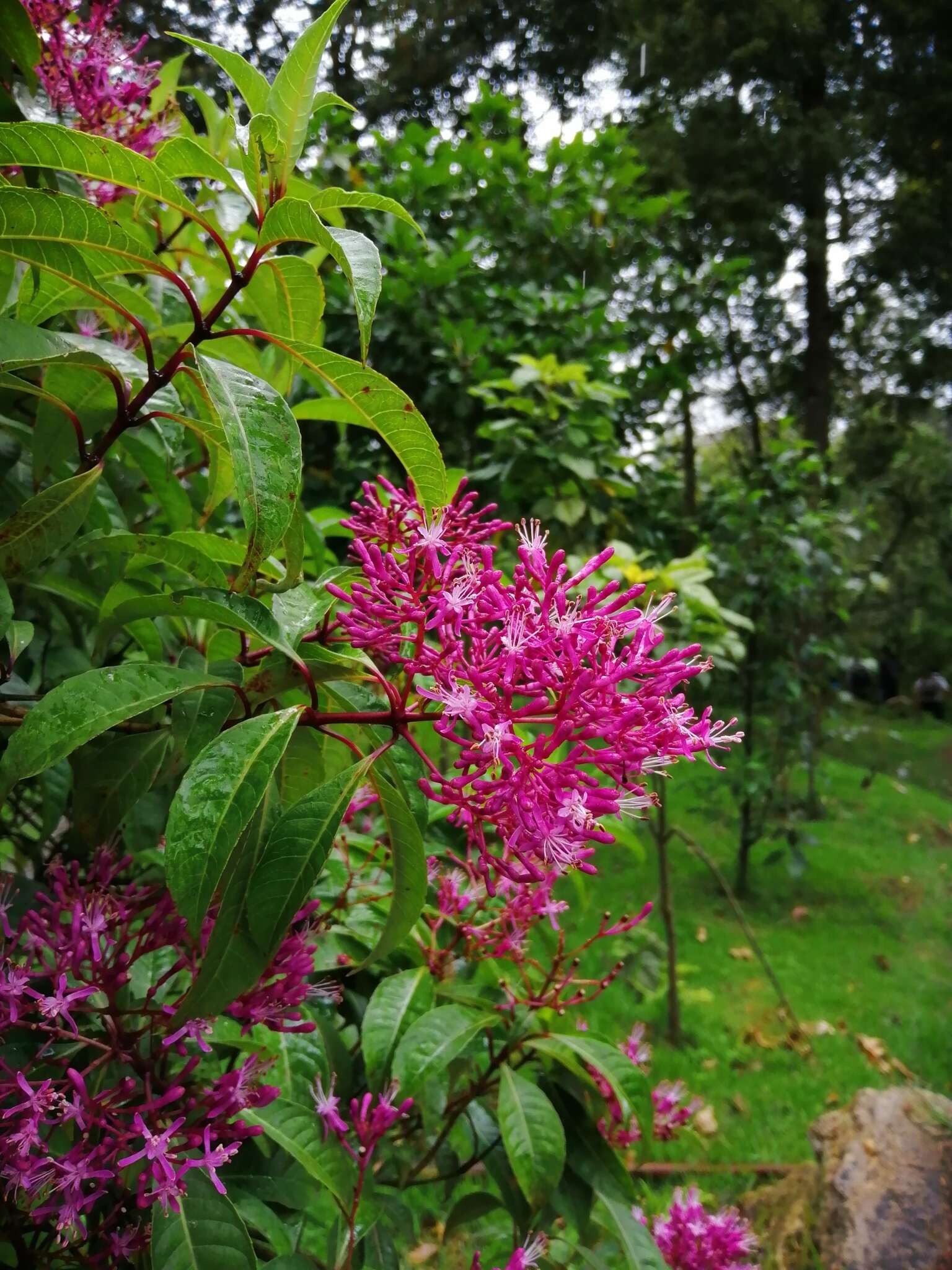 Image of shrubby fuchsia