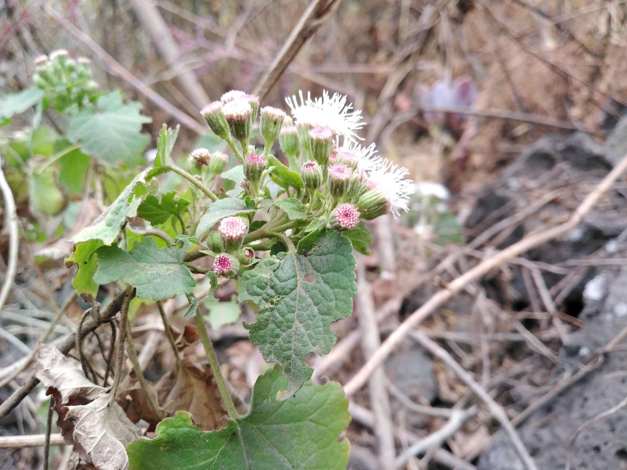 صورة Ageratina petiolaris (Mocino & Sesse ex DC.) R. King & H. Rob.