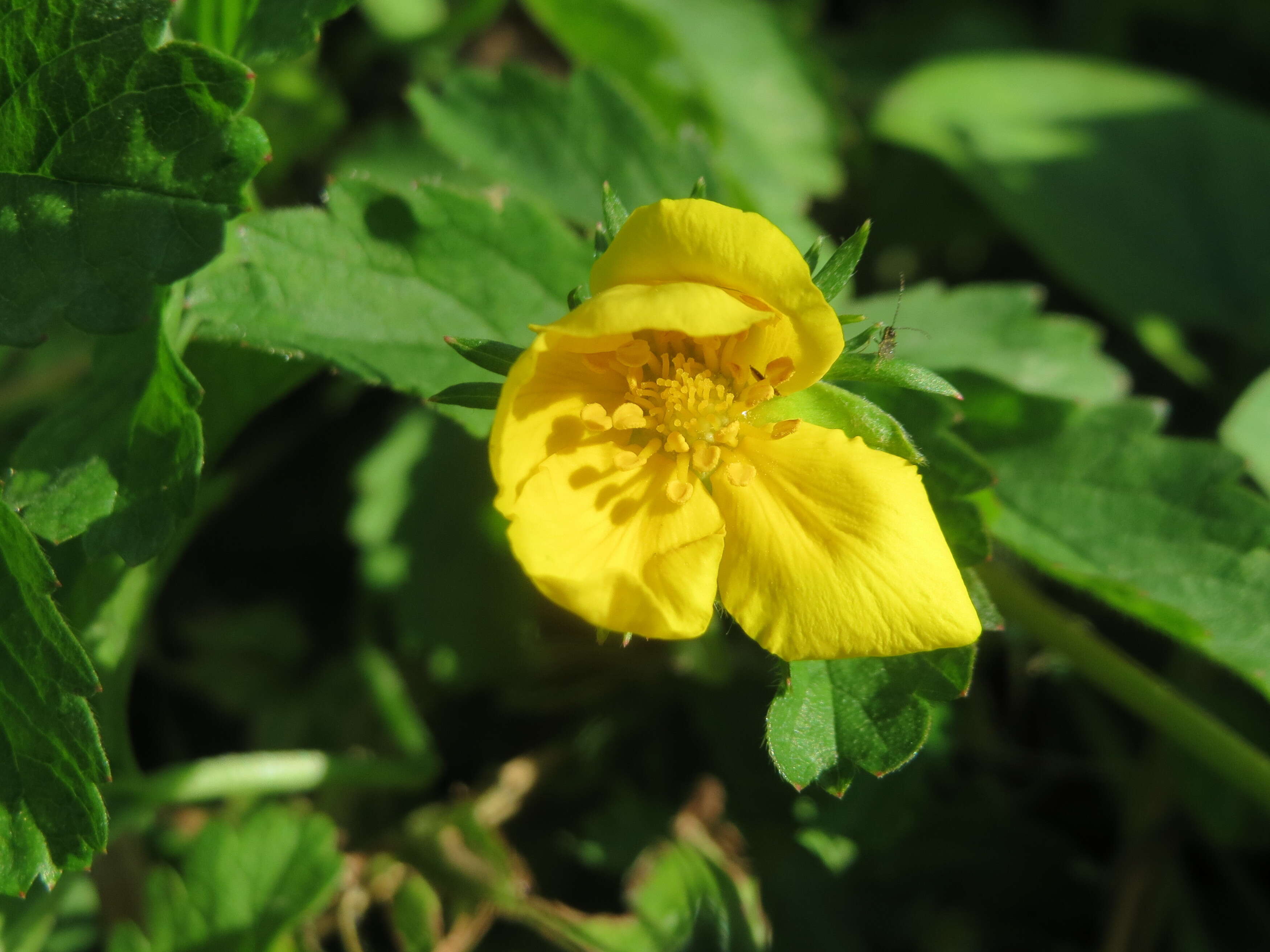 Image of silverweed cinquefoil