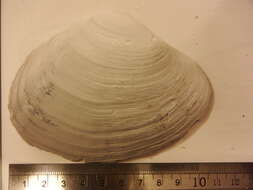 Image of Arctic surfclam