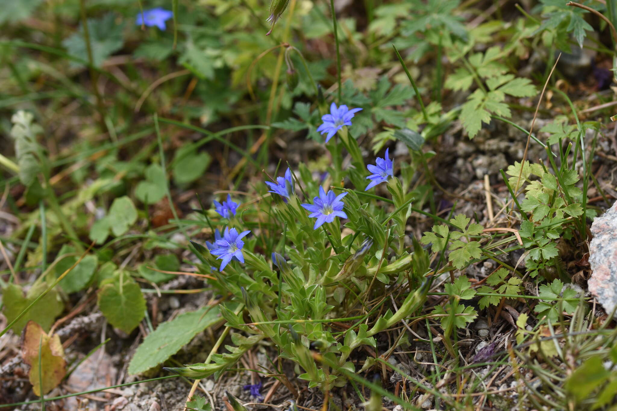 Image of Gentiana karelinii Griseb.