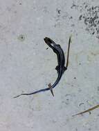 Image of Four-striped Skink