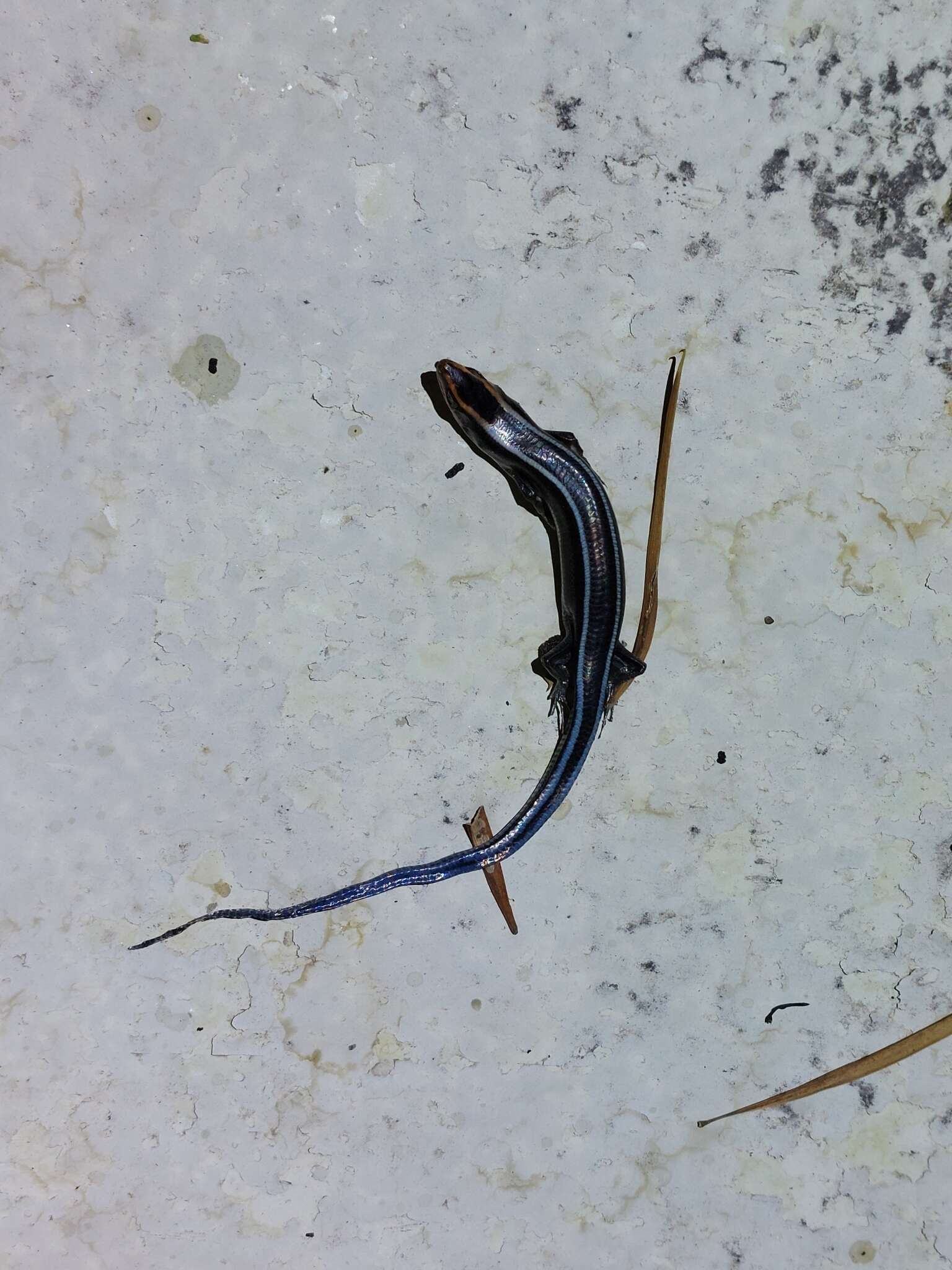 Image of Four-striped Skink