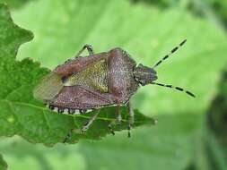 Image of sloe bug