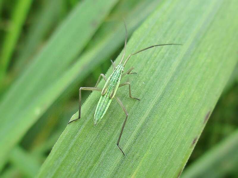 Image de Notostira elongata (Geoffroy 1785)