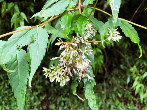 Image of Eupatorium tashiroi Hayata