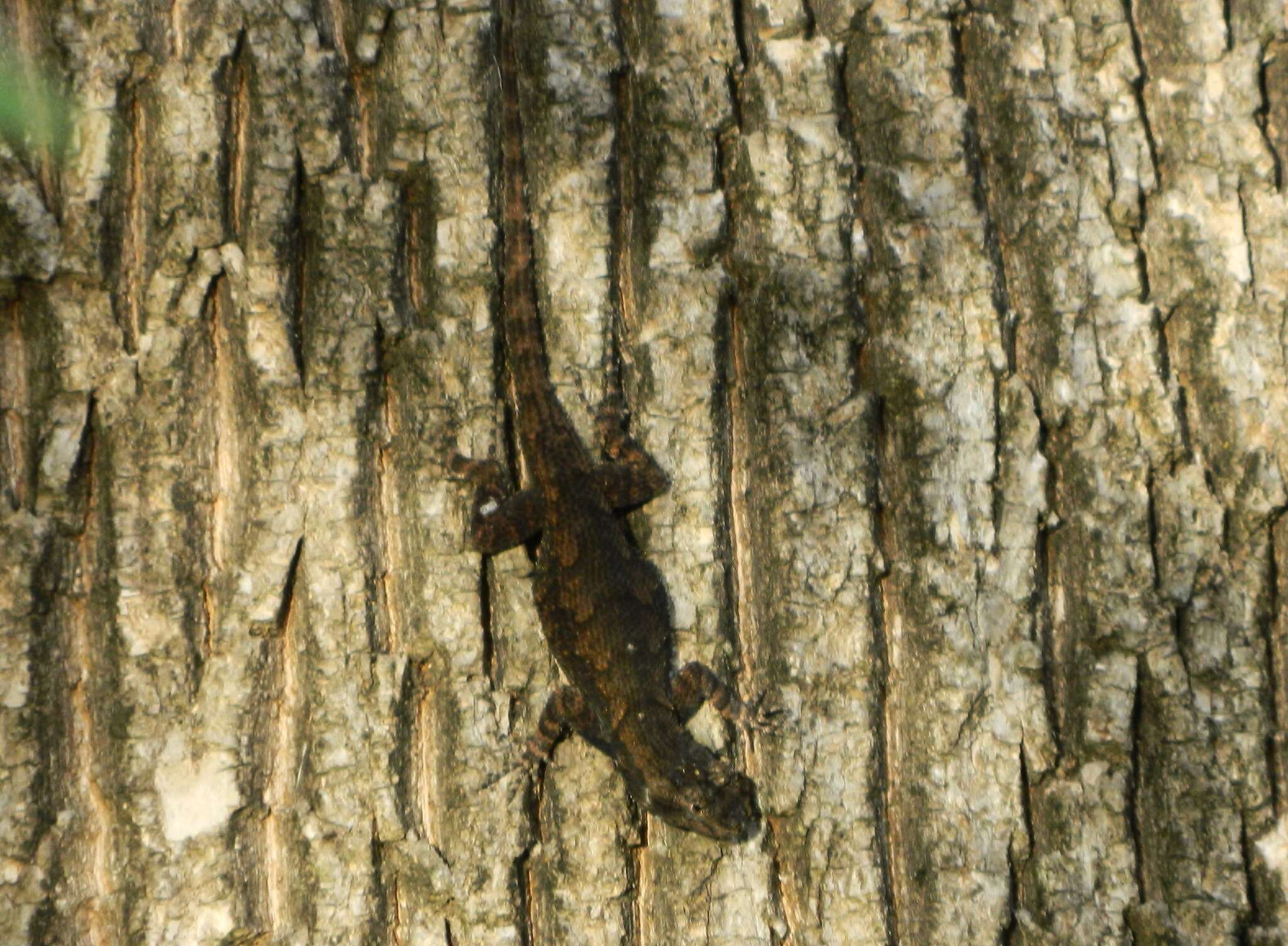 صورة Sceloporus grammicus Wiegmann 1828