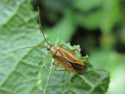 Image of Two-spotted Grass Bug