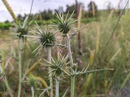 Image of Echinops polyceras Boiss.