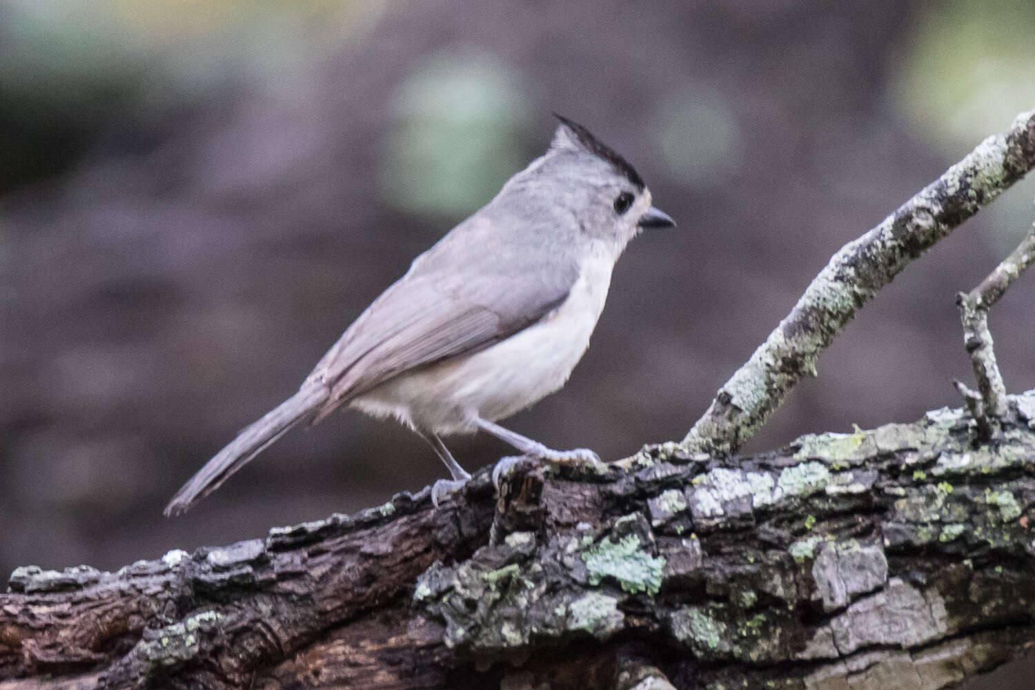 Image de Mésange à plumet noir