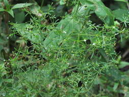 Image of three-petal bedstraw