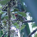 Image of Orange-crowned Fairywren
