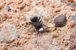 Image de Polyrhachis senilis Forel 1902