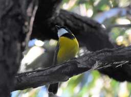 صورة Pachycephala pectoralis pectoralis (Latham 1801)